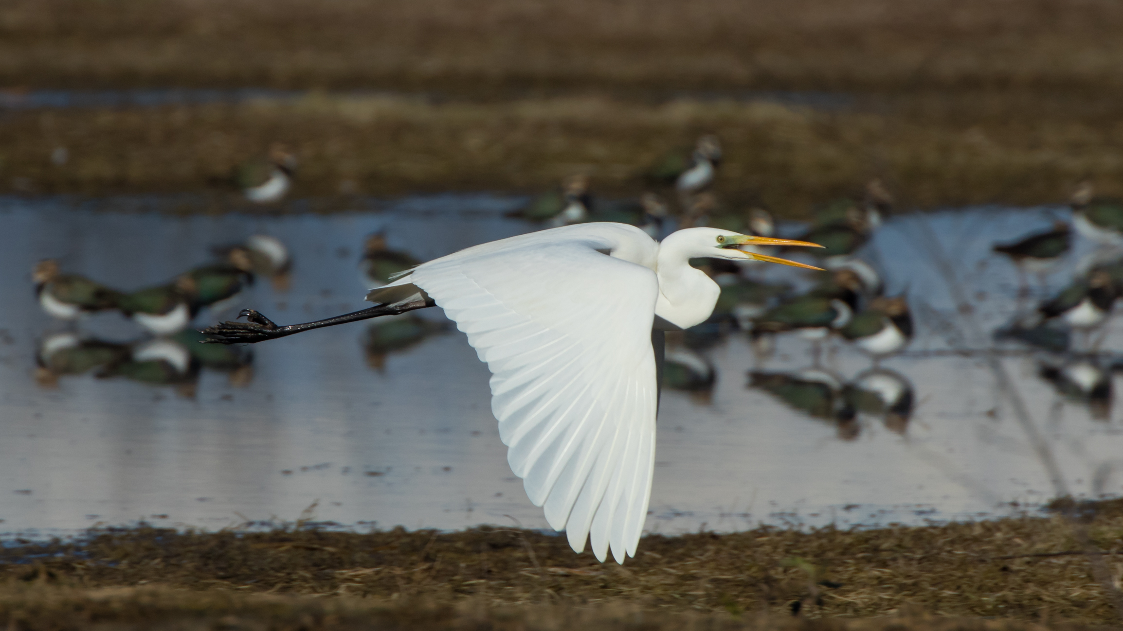 The flight of the white heron