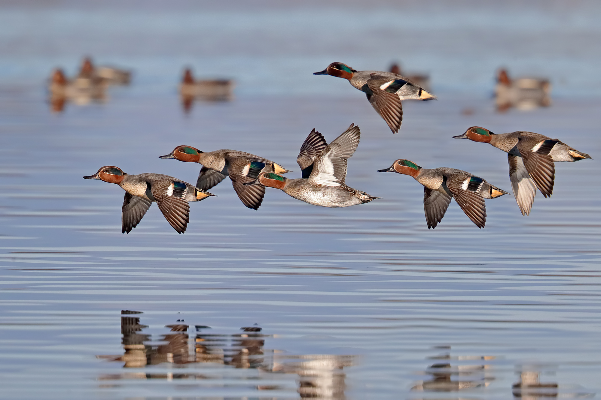 Teals in flight over the lake
