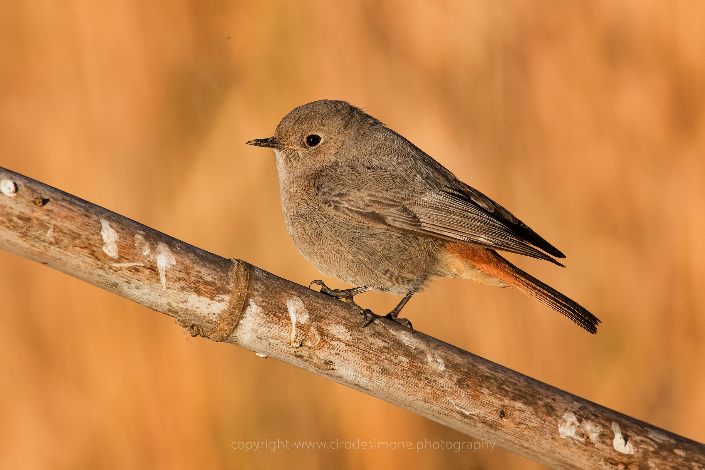 Codirosso spazzacamino