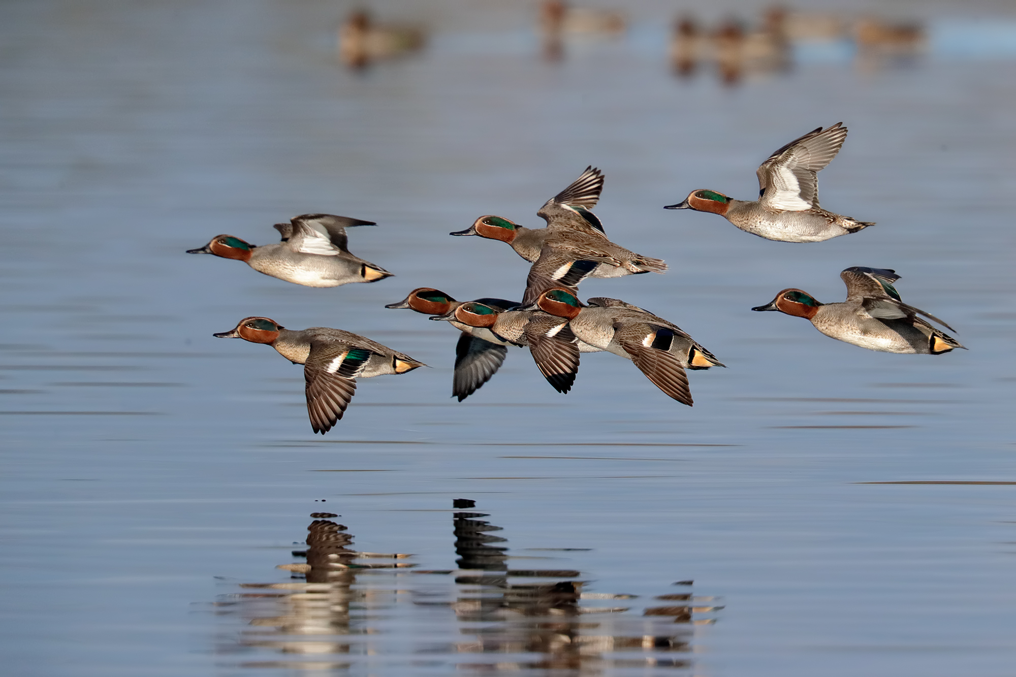 Teals in flight over the lake 2