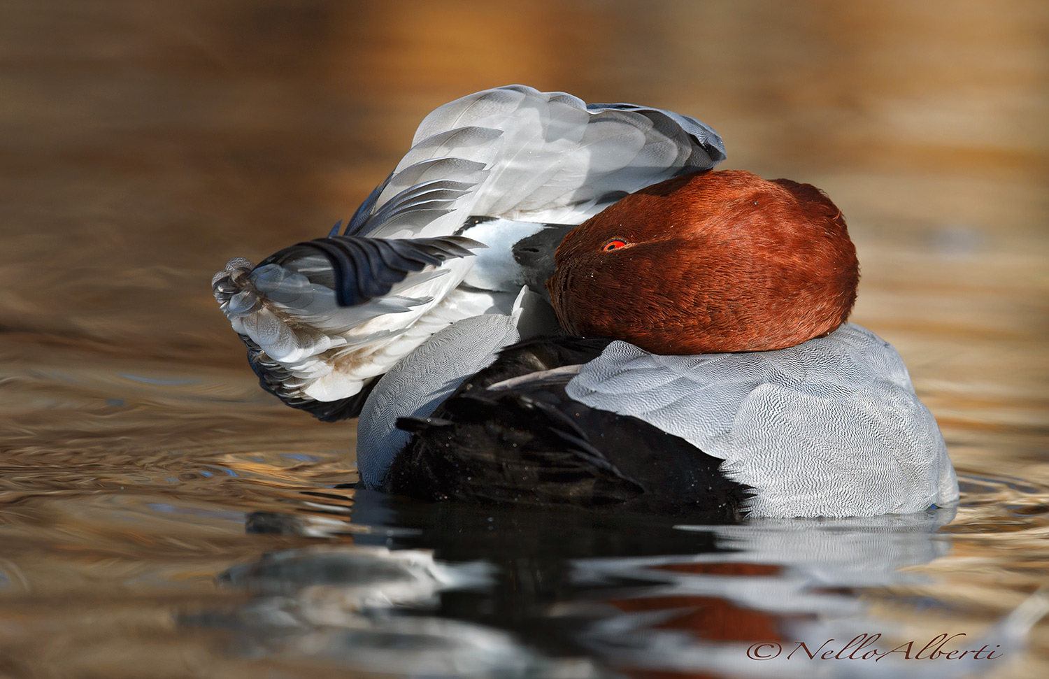 pochard male