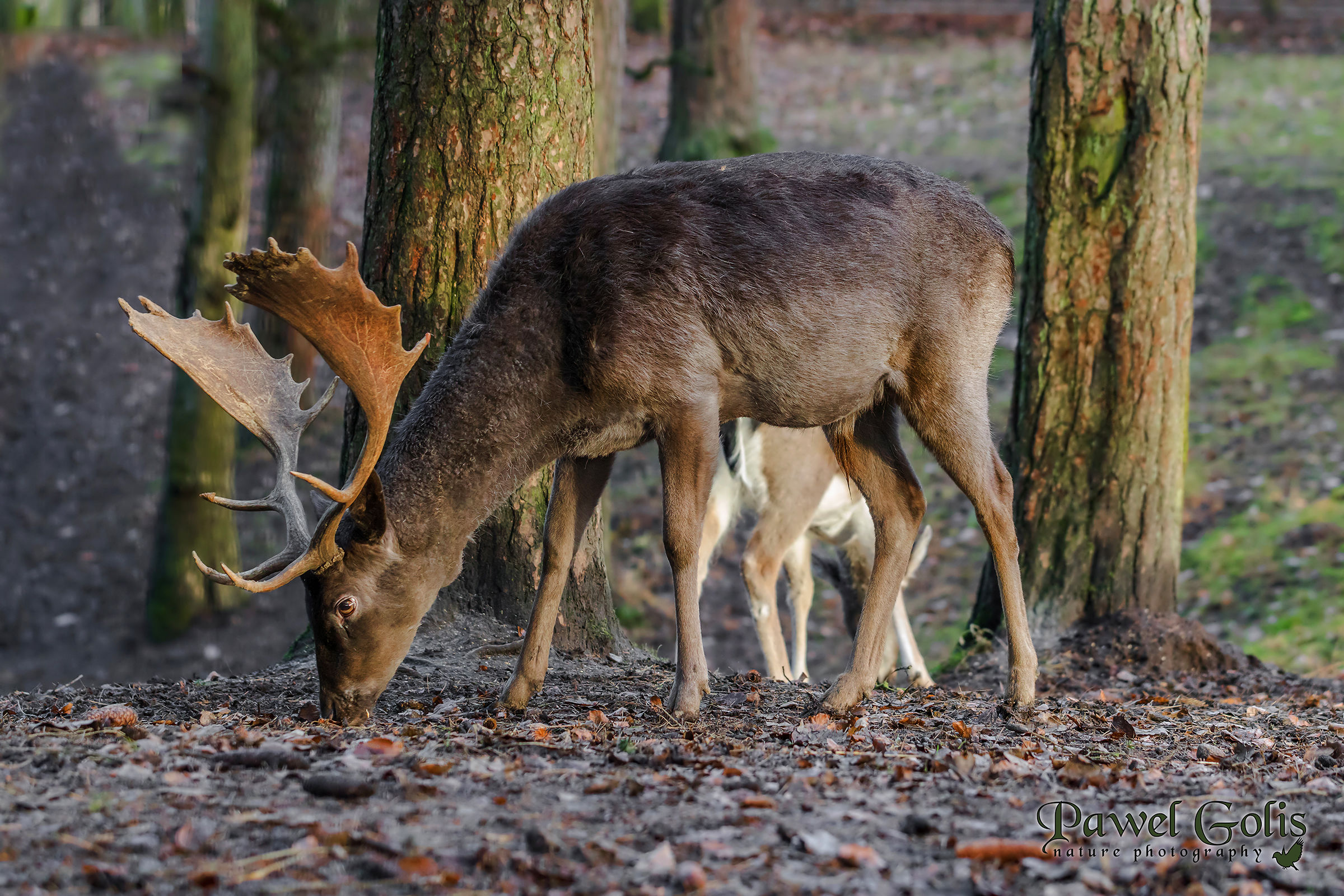 Fallow deer (Dama dama)