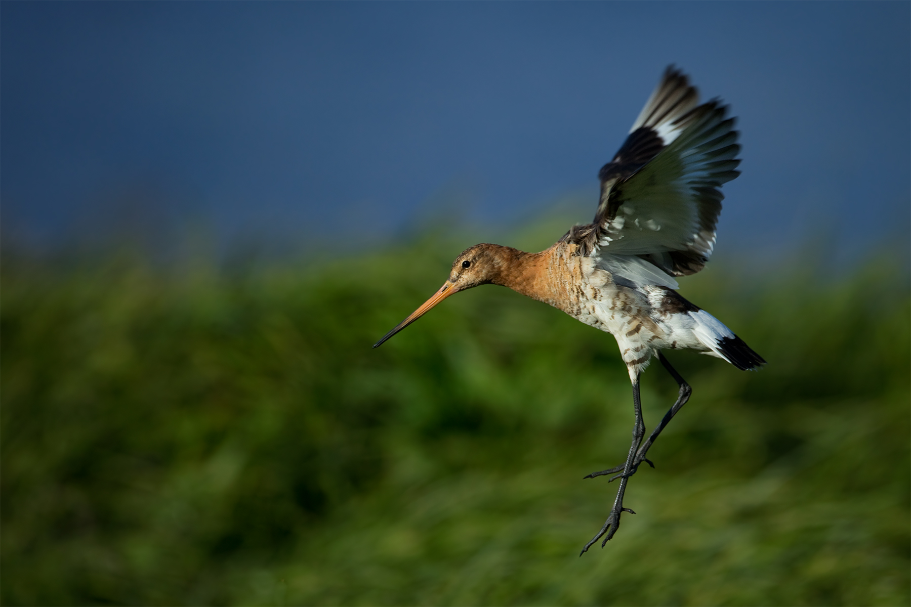 Limosa limosa (Black-tailed Godwit)