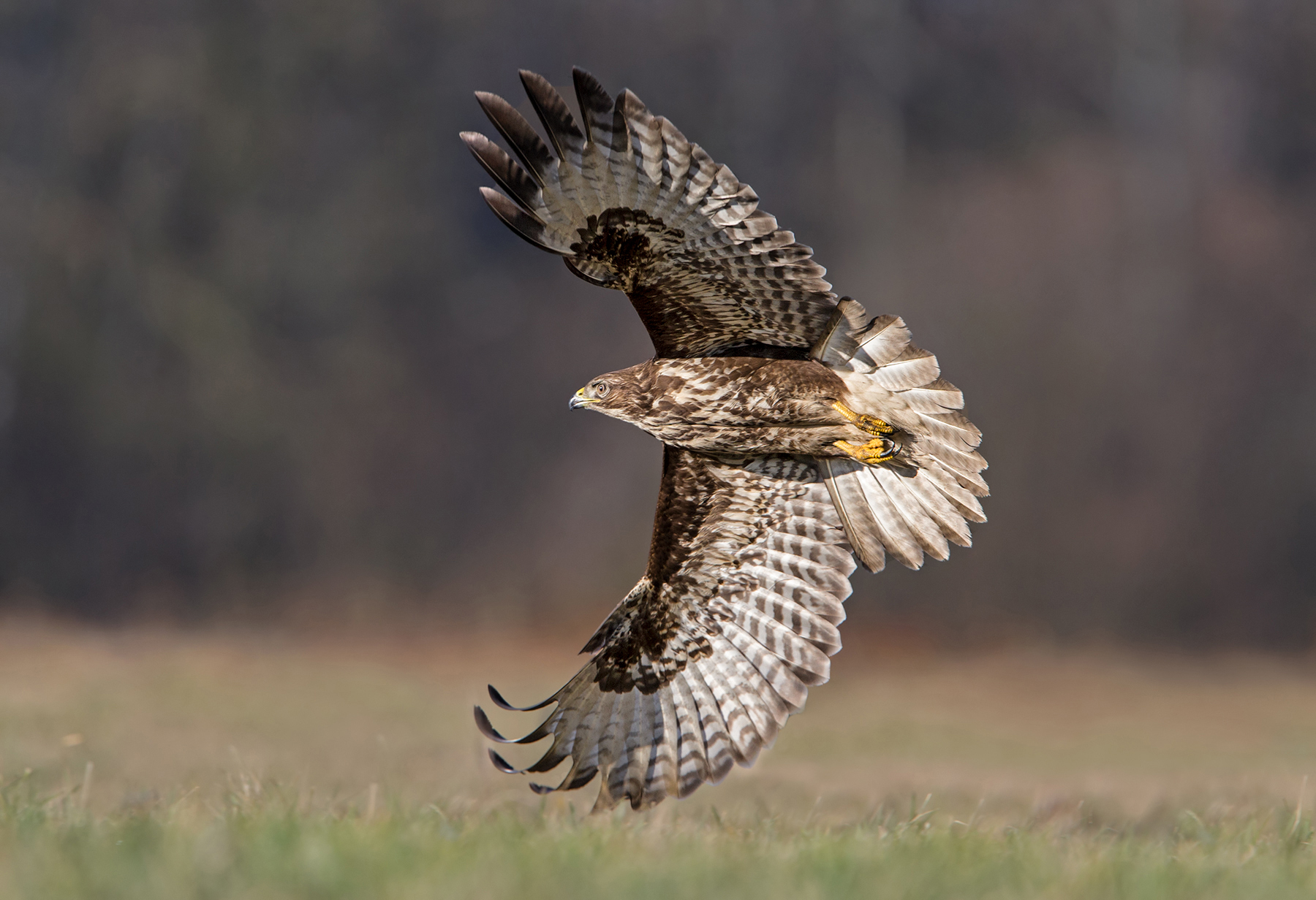 Buteo
