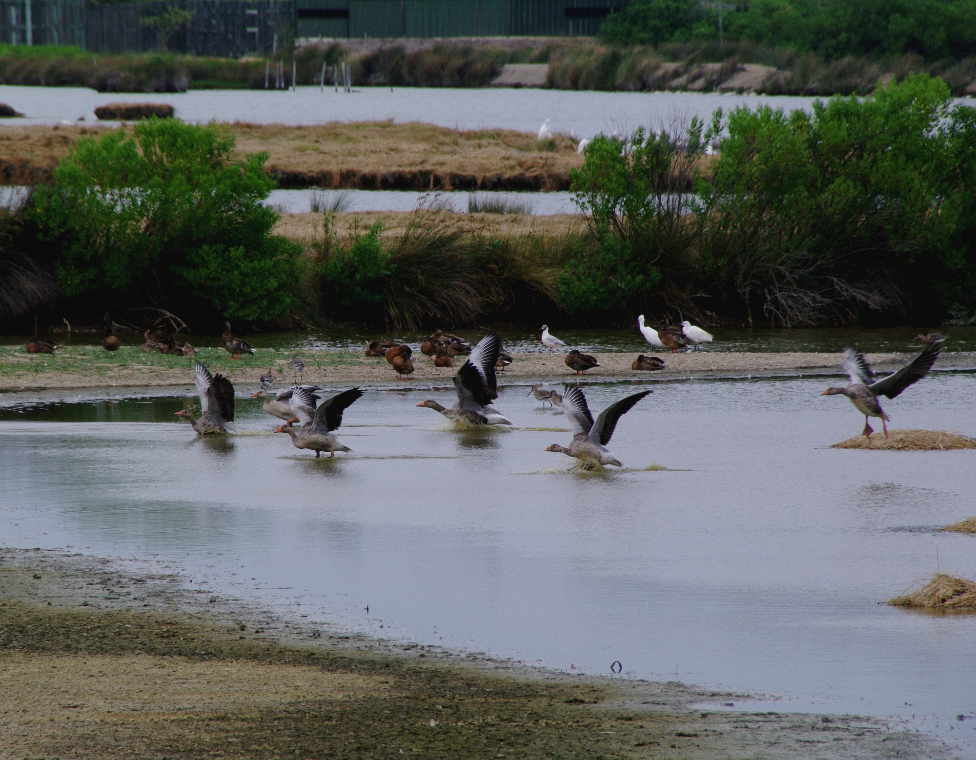 Parco Ornitologico du Teich (Baia di Arcachon)
