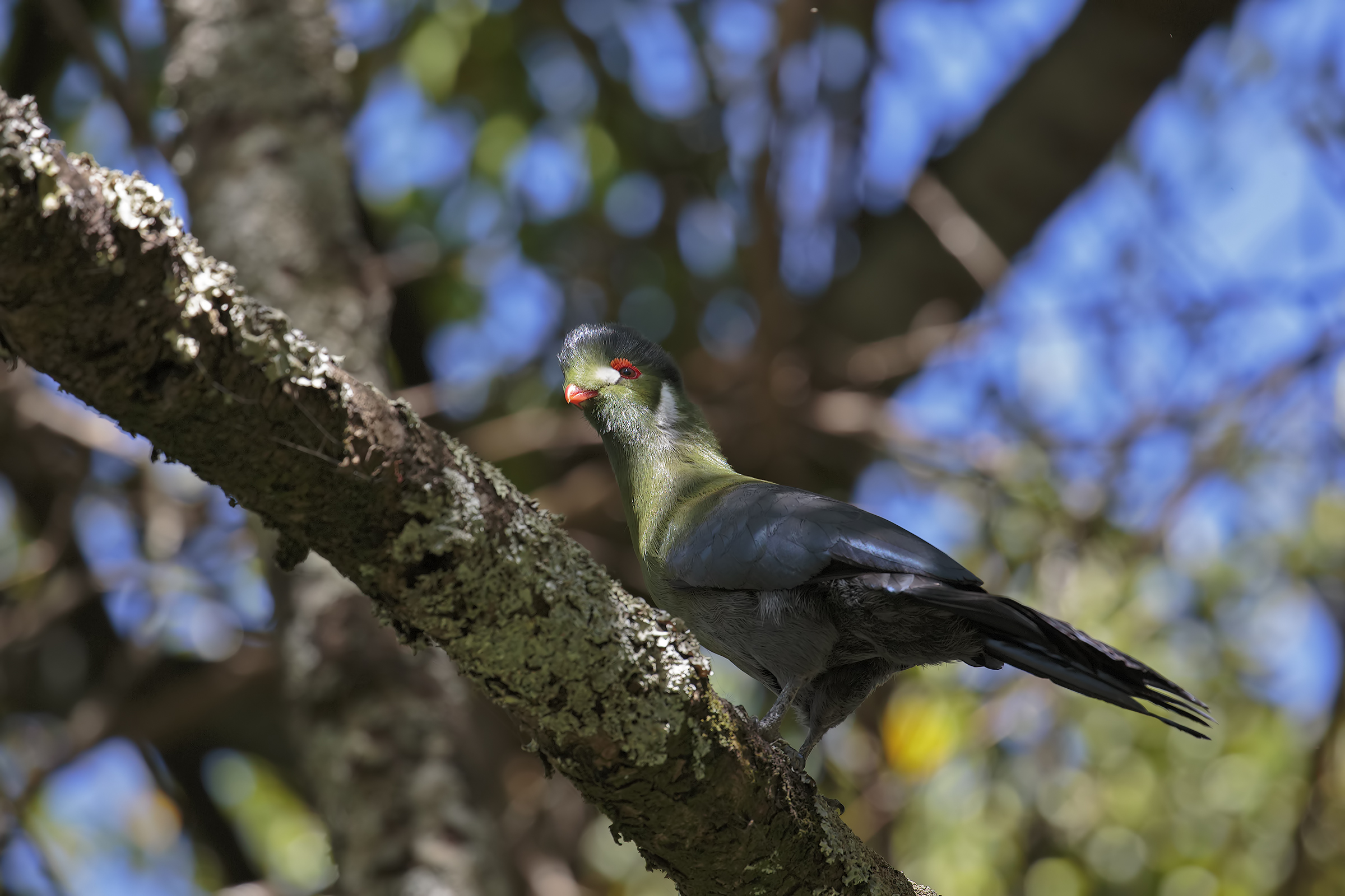 Turaco guancie bianche
