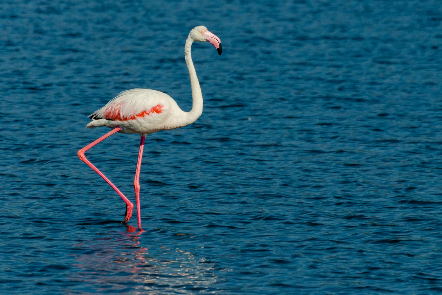 pink flamingo