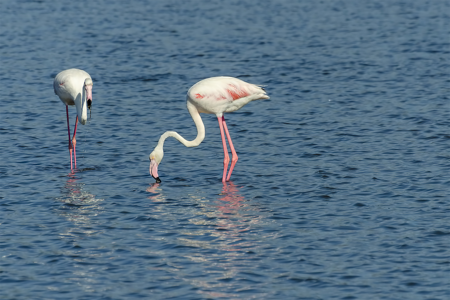 flamingos