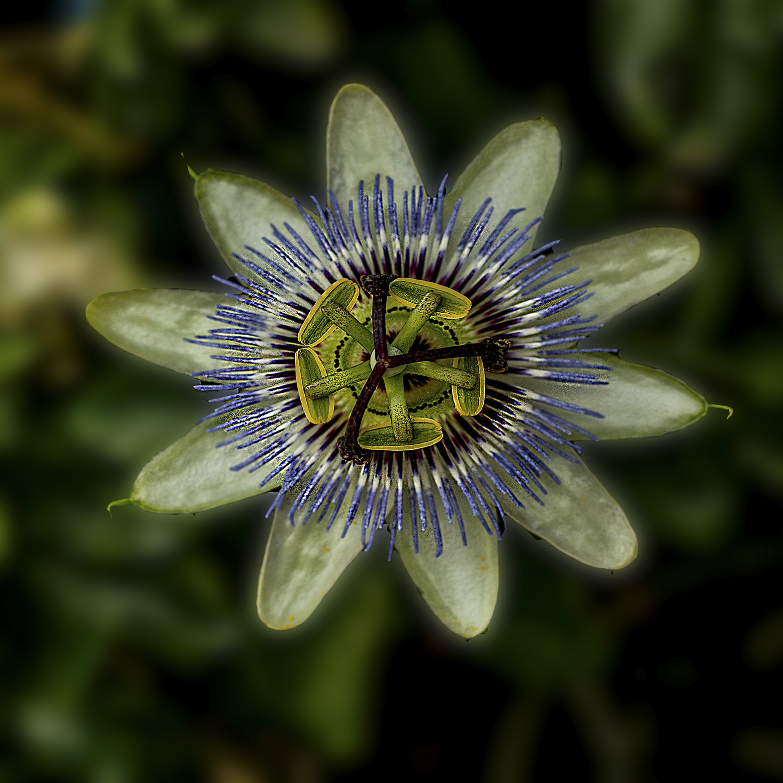 passionflower