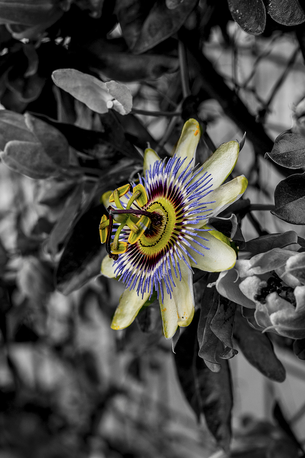 passionflower