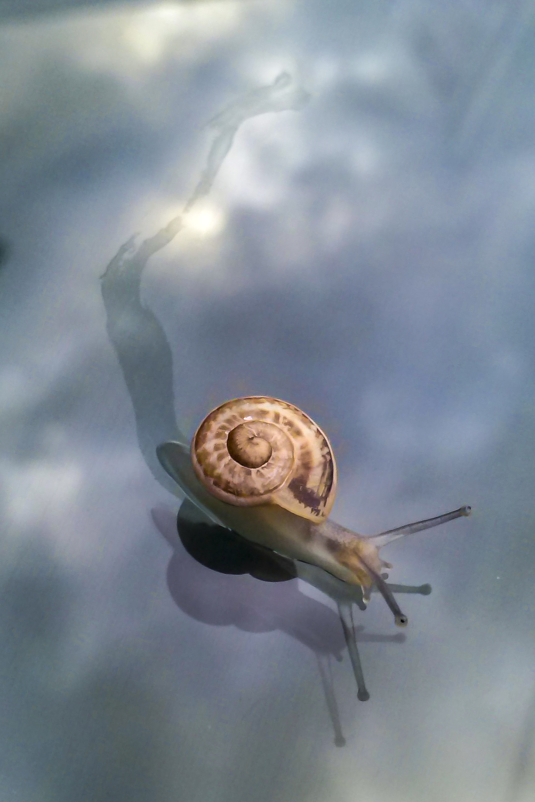 I always wanted to fly ...