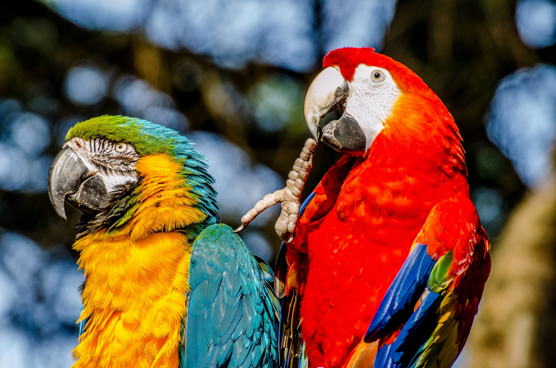 The rainbow of feathers