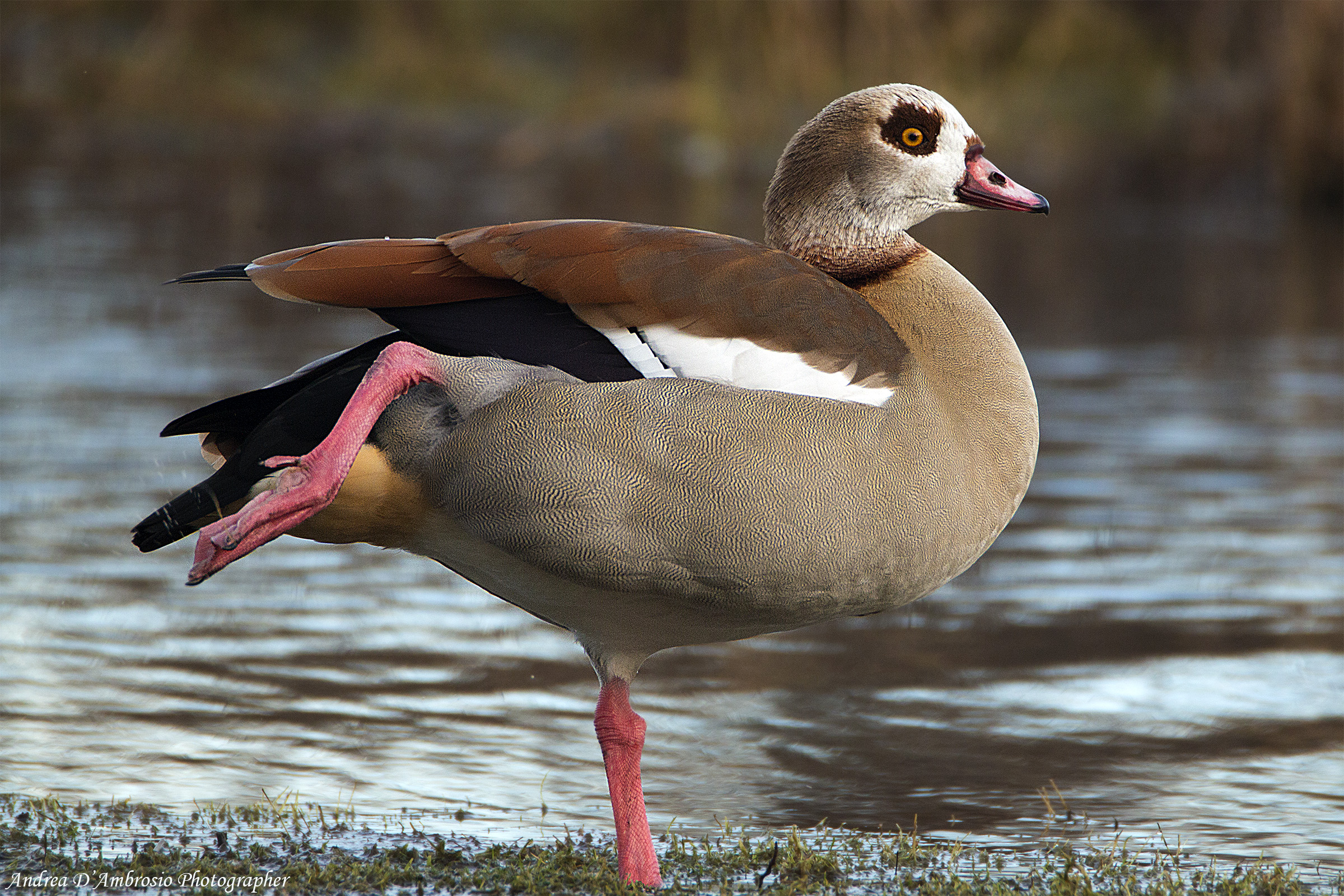 ... Pending identification