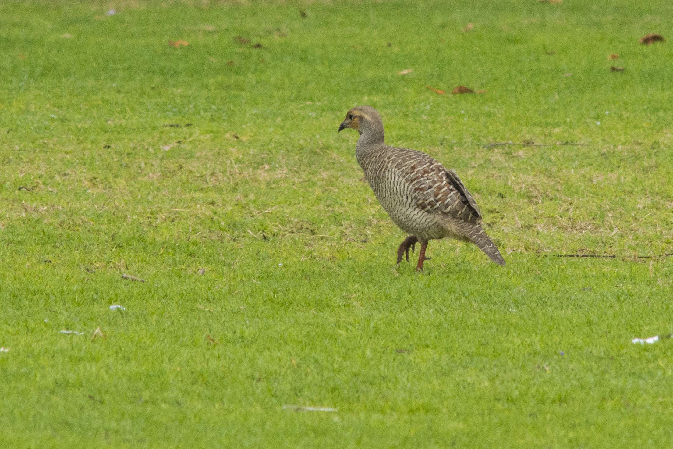 I do not know identify this bird.