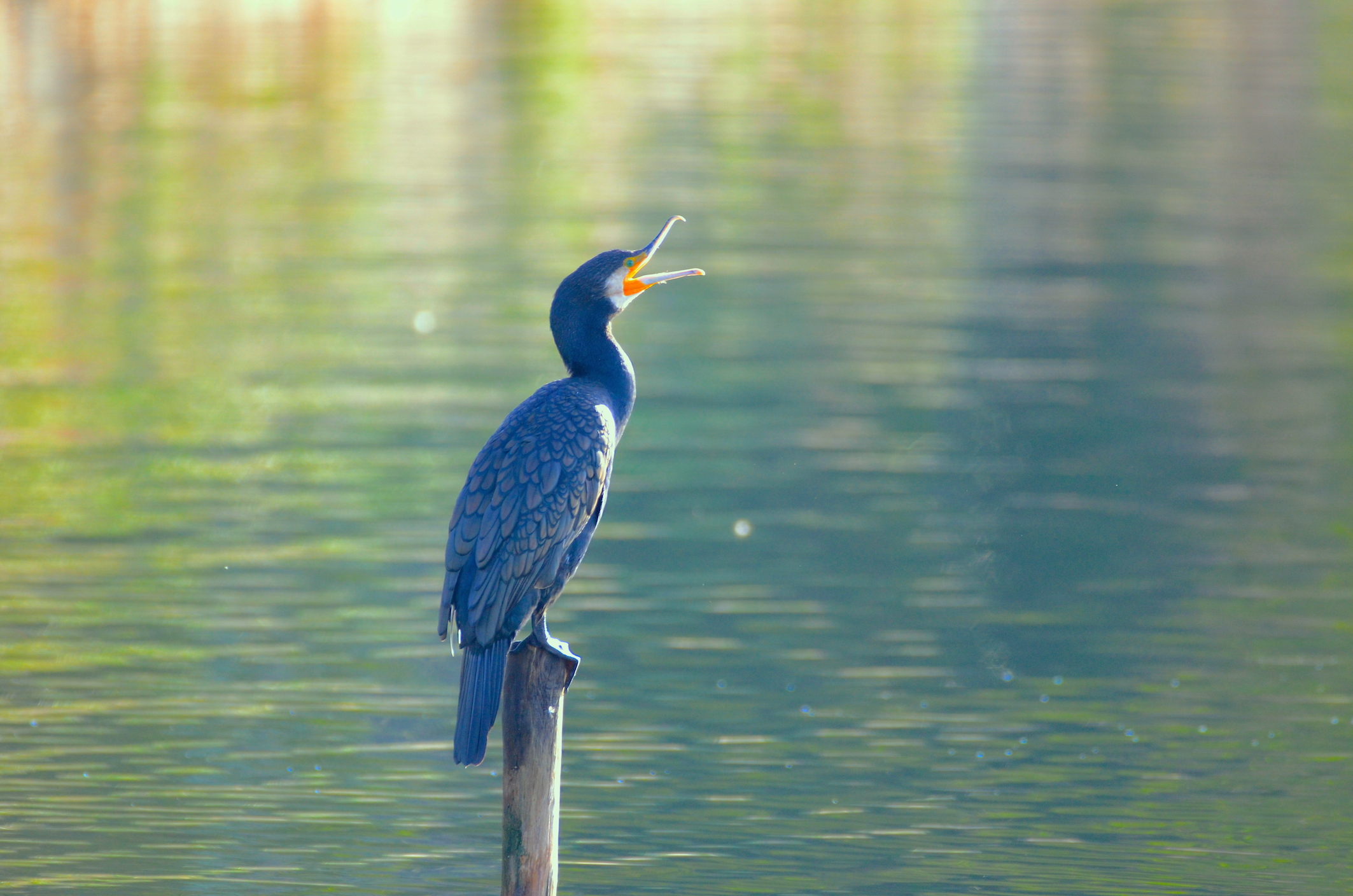 Cormorano al sole ...