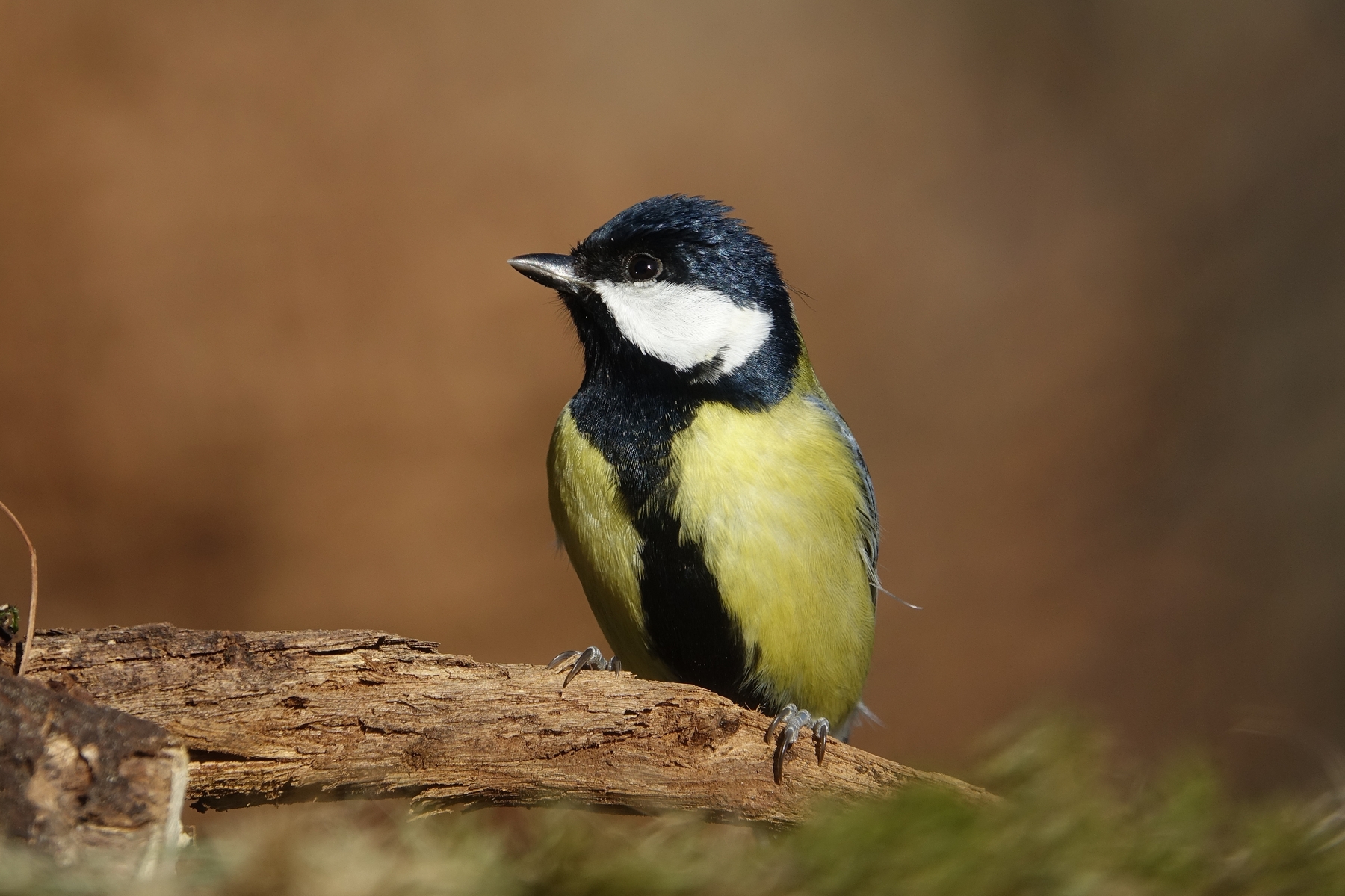 Great Tit