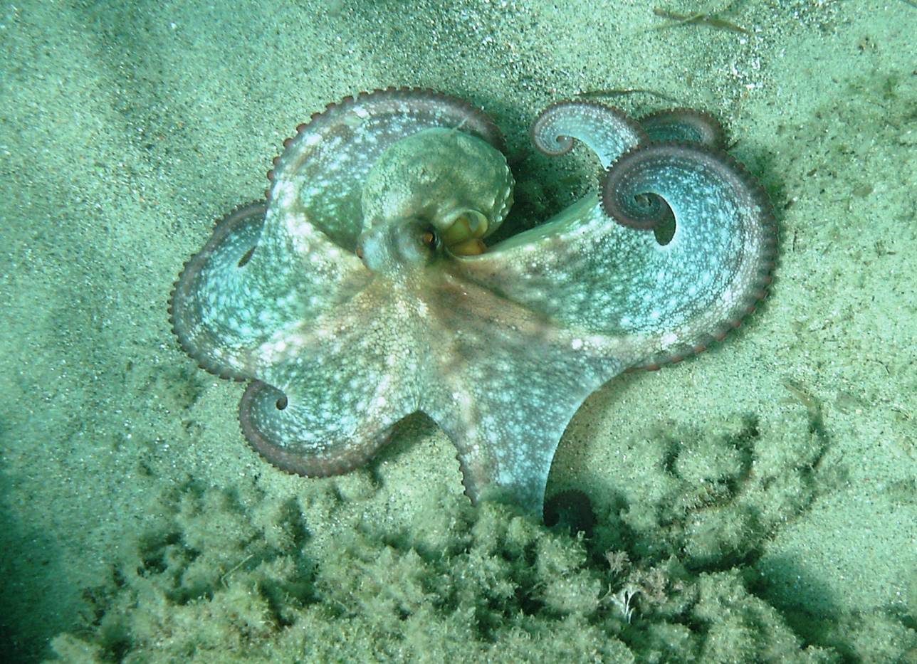 Leccia (Lichia amia) San Remo 7/2009