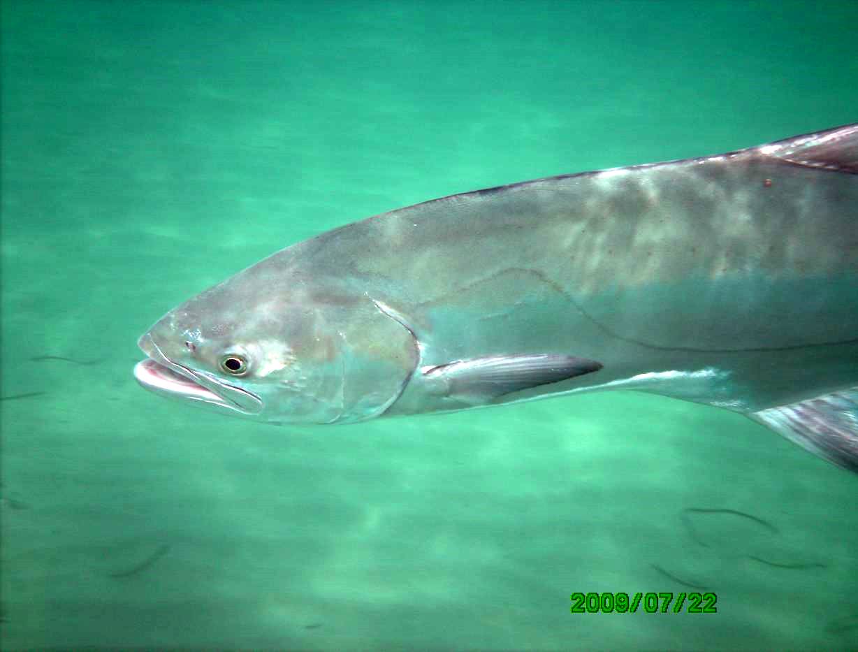 Leccia (Lichia amia) San Remo 7/2009