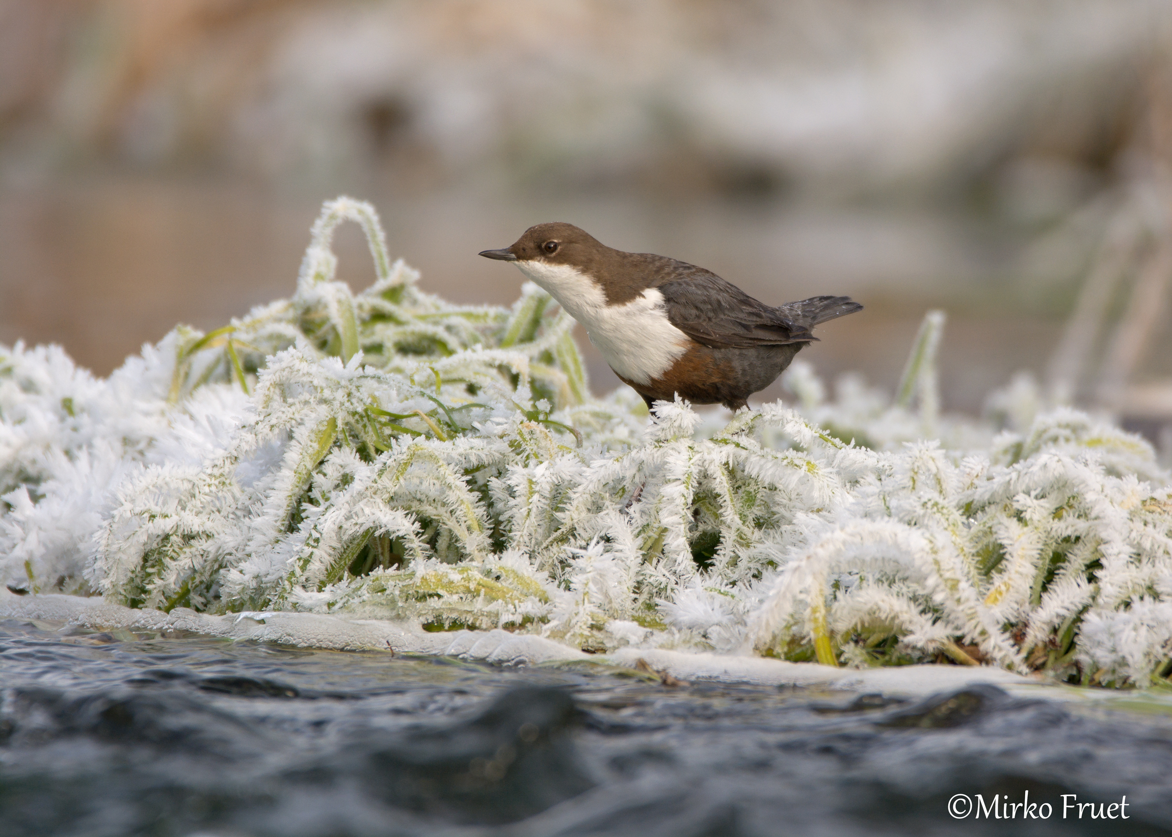Il temerario (merlo acquaiolo)