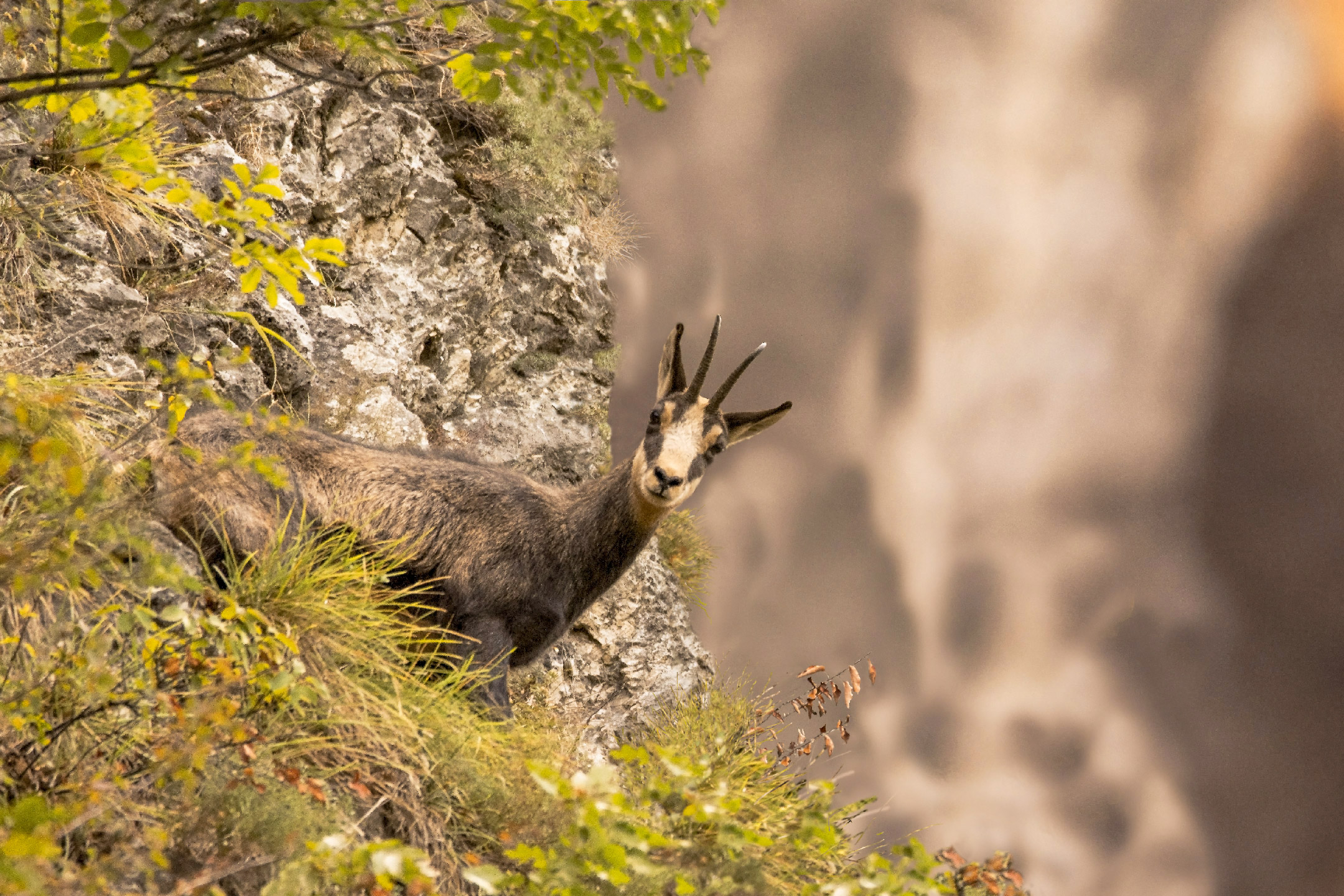 L'acrobata delle rocce