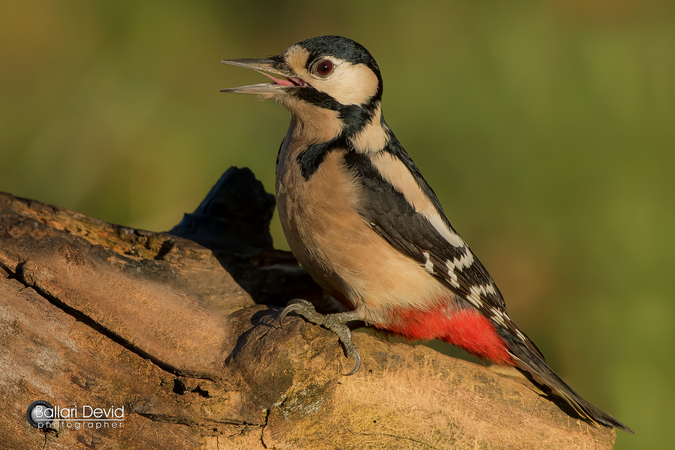 great spotted woodpecker