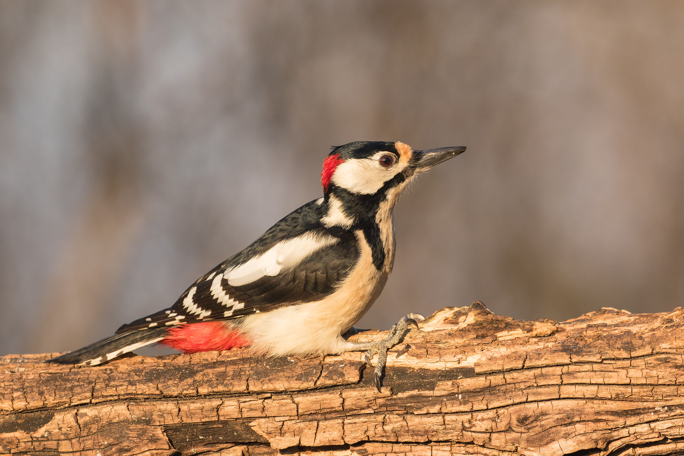 Great Spotted Woodpecker