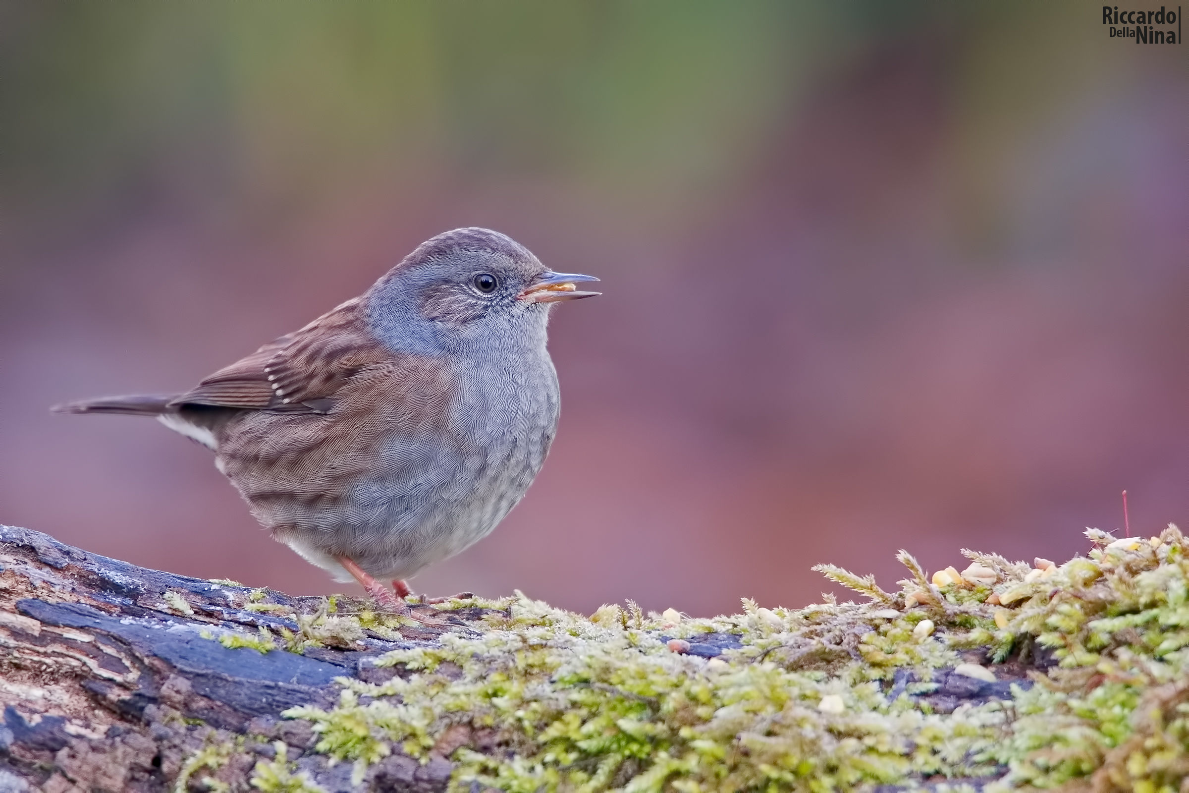 dunnock