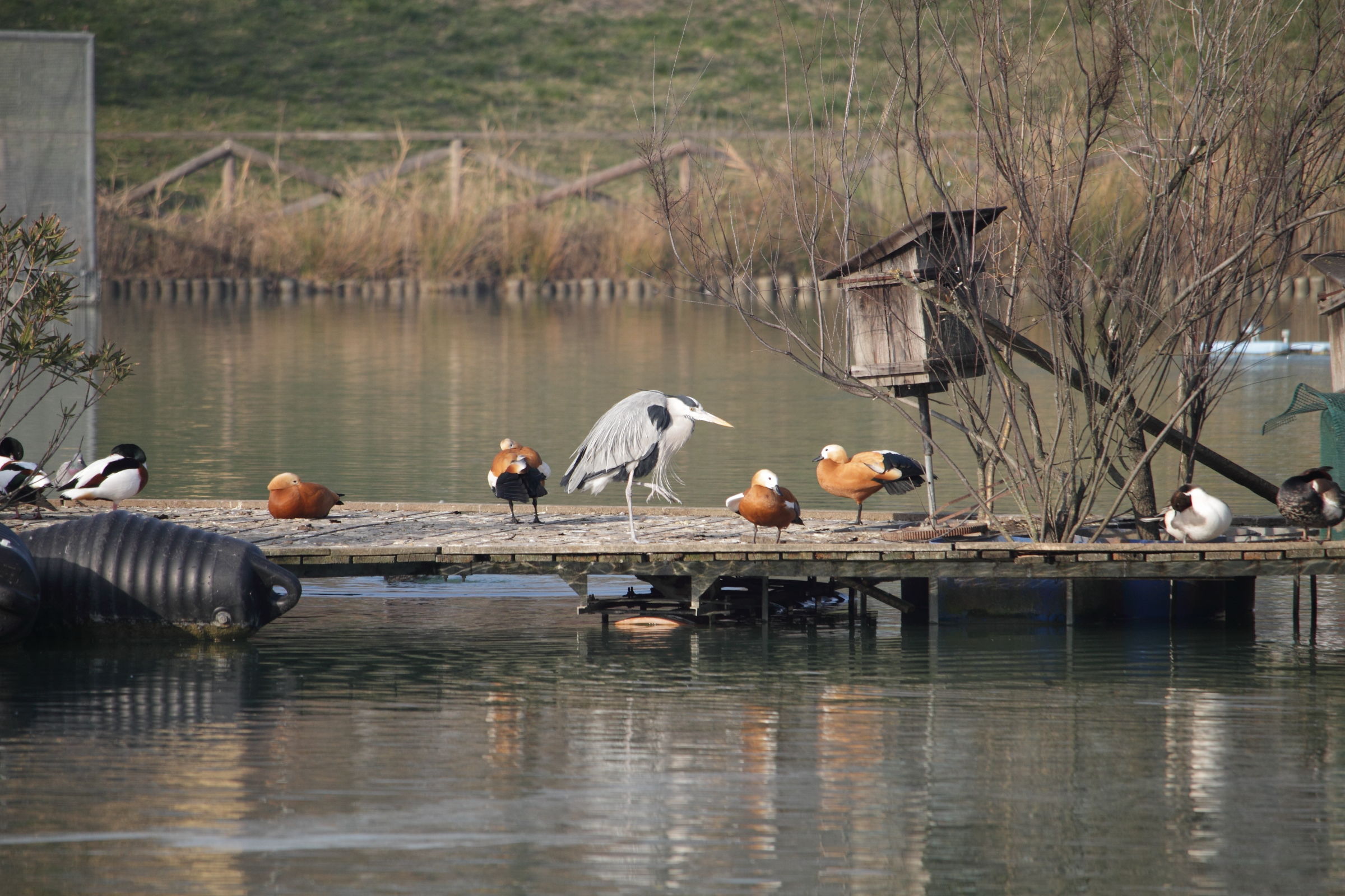 Gotcha! I know who have realized that they are not a duck .....