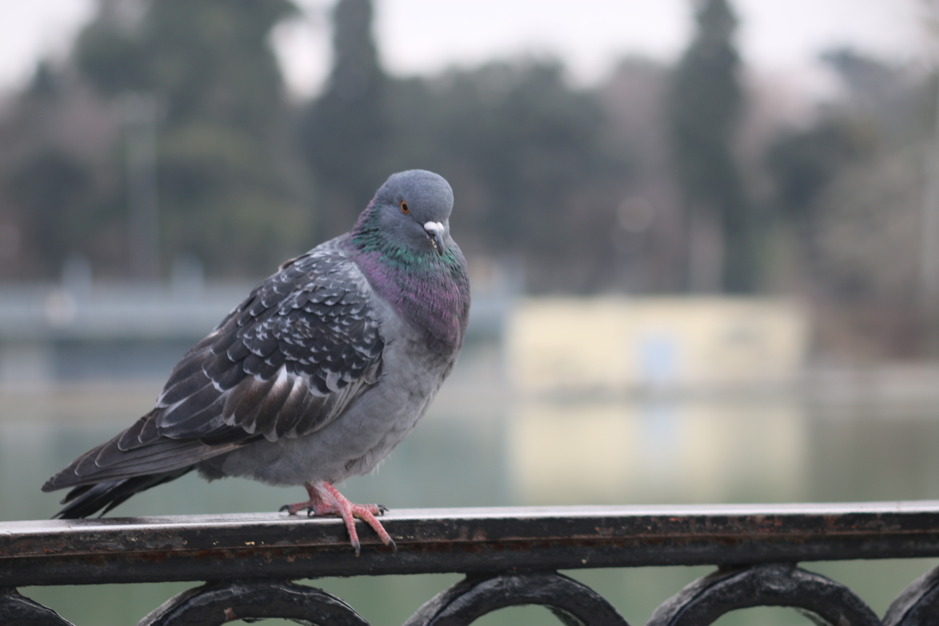 Pigeon