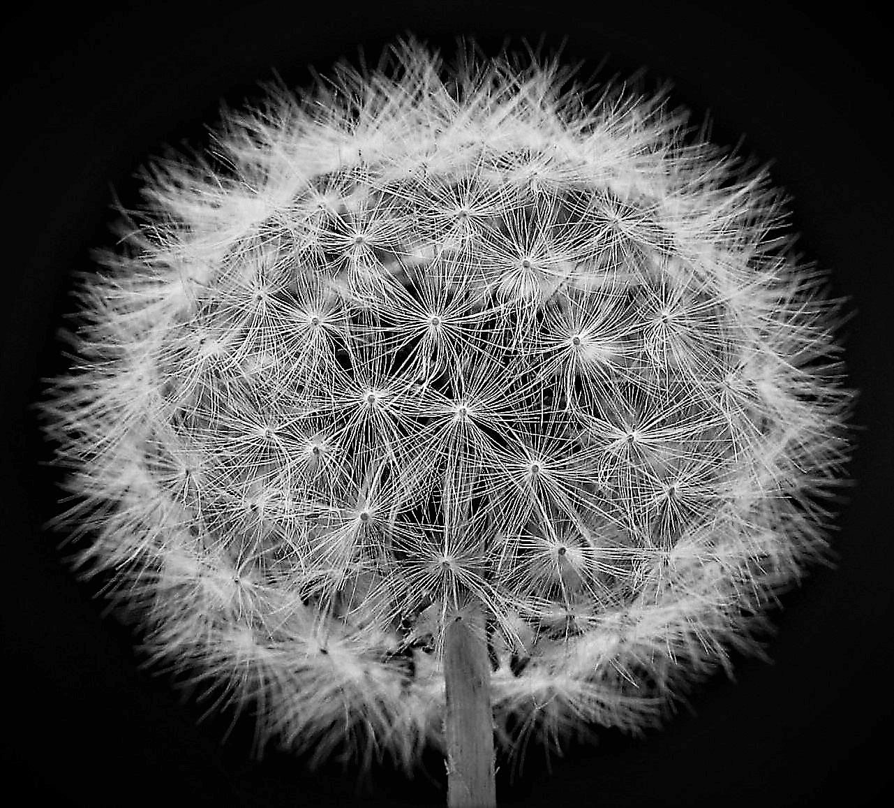 dandelion