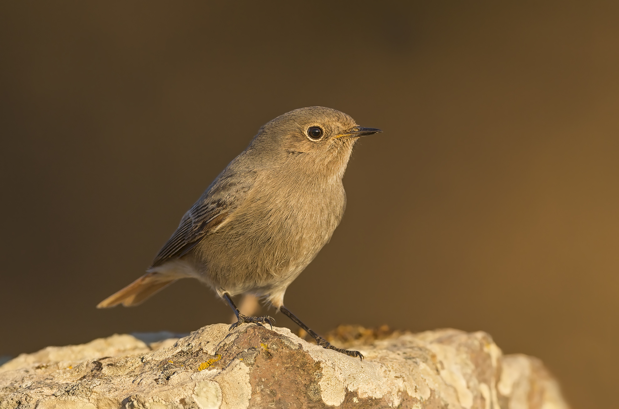 codirosso spazzacamino (phoenicurus ochruros)