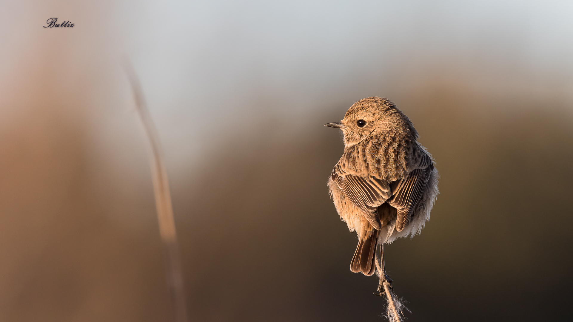 stonechat F