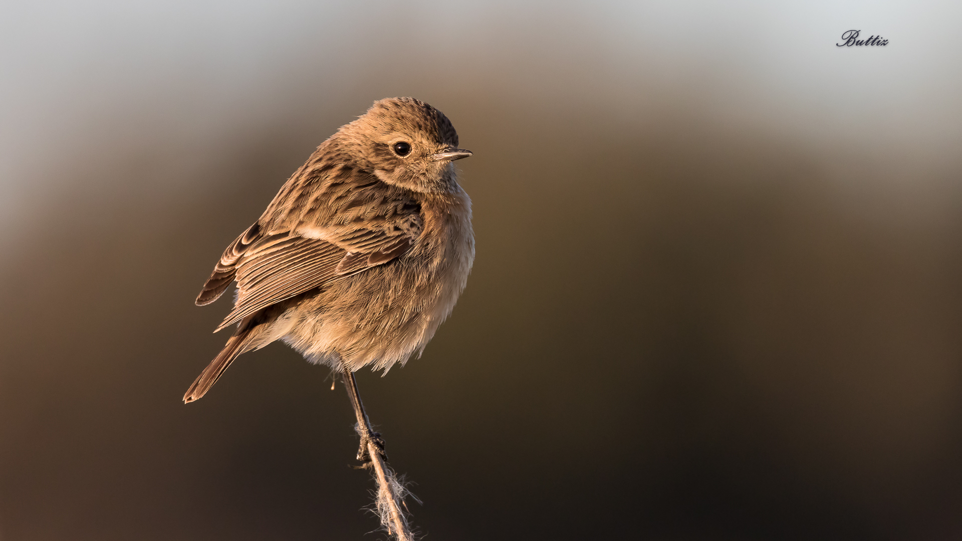 stonechat F