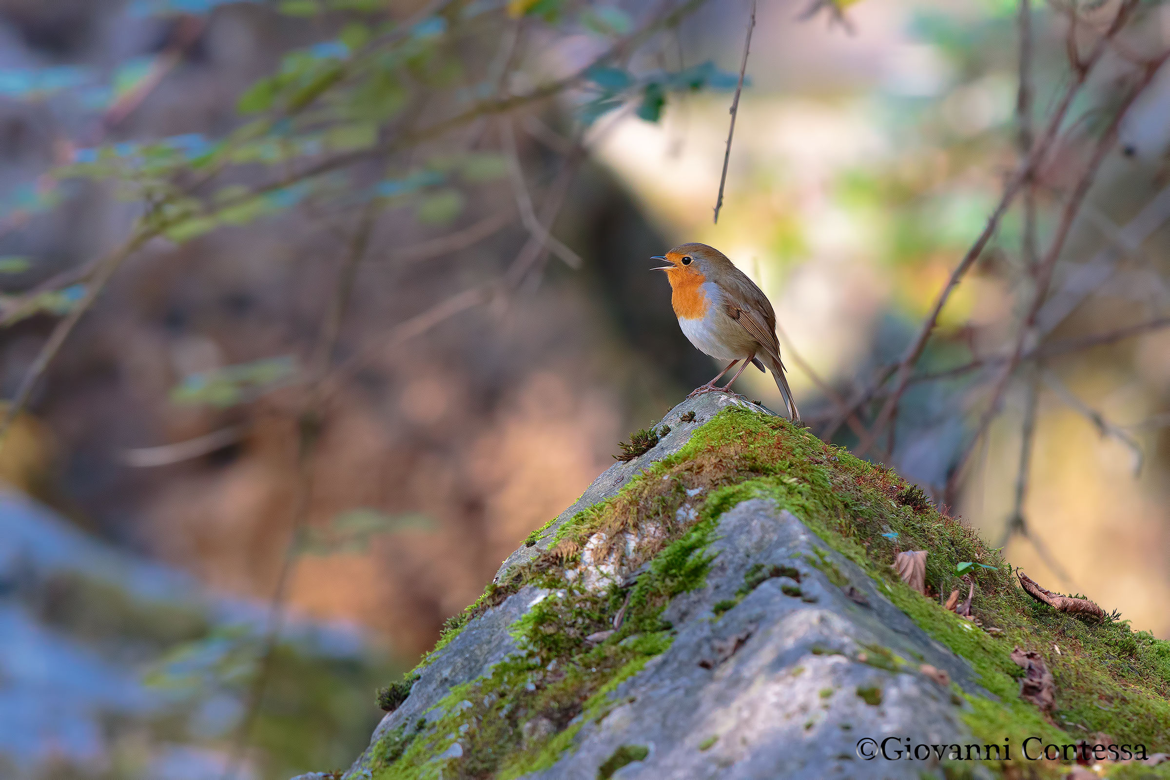 pettirosso ambientato .....