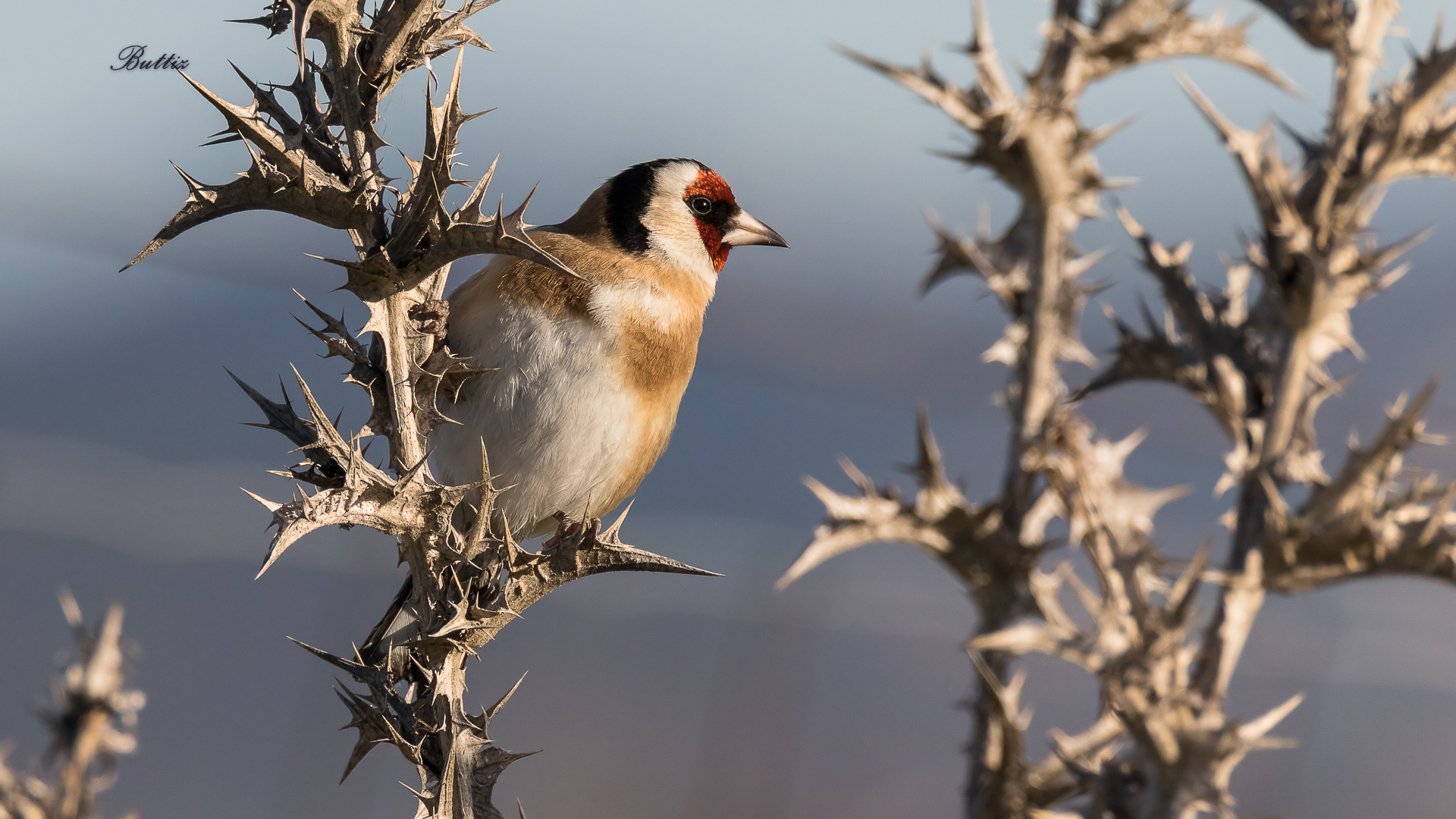 Goldfinch