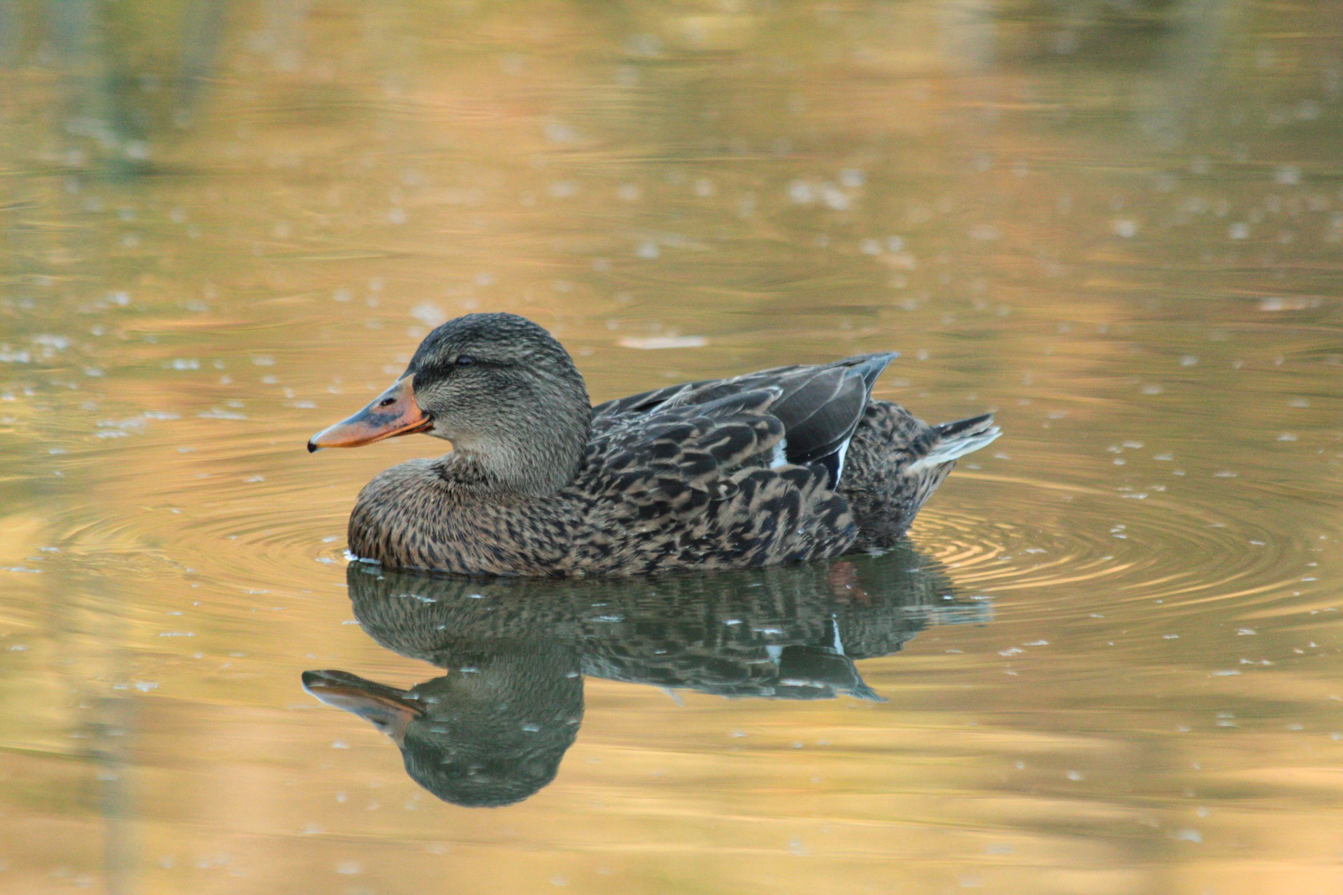 Female mallard