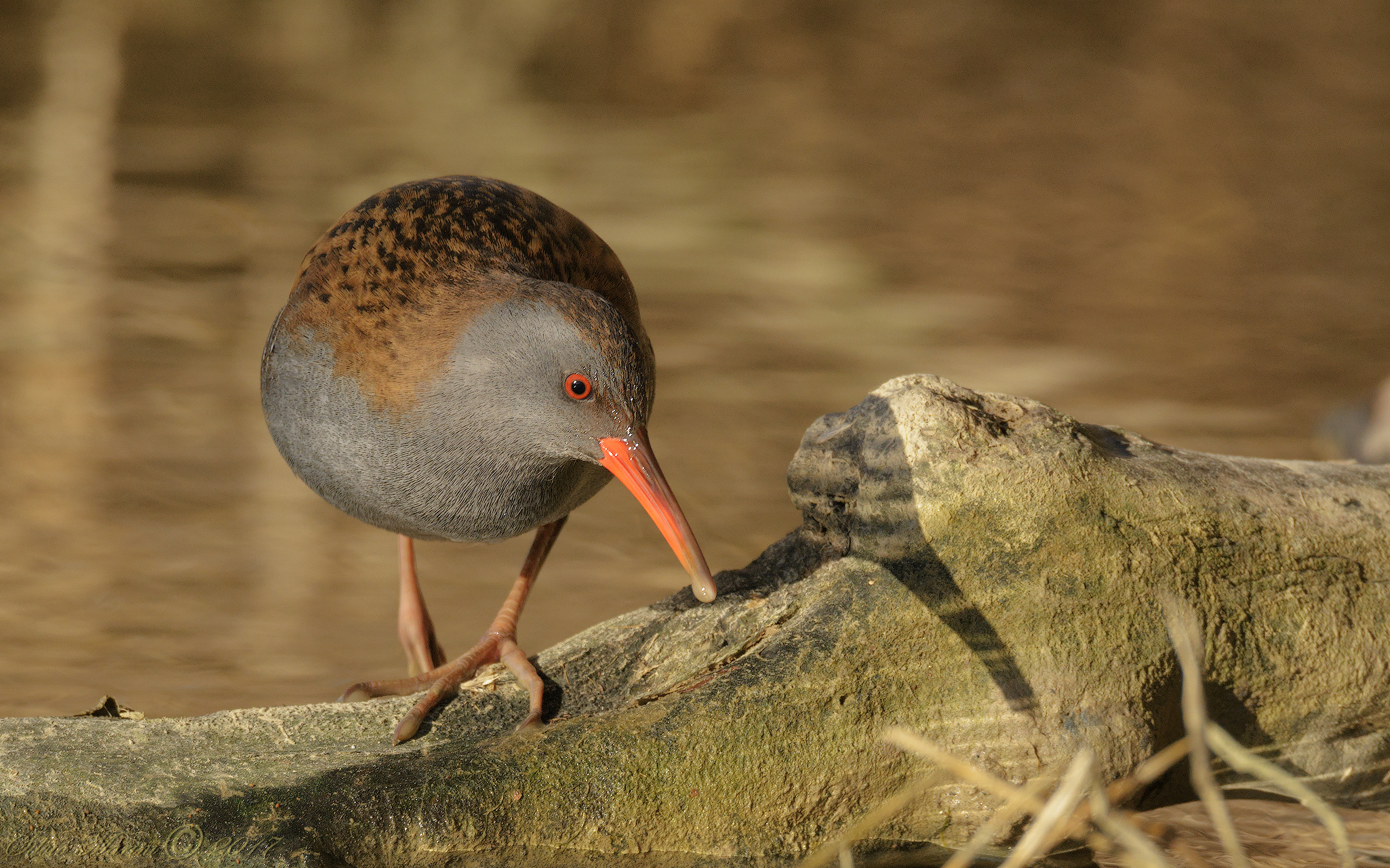 Porciglione (Rallus acquaticus)