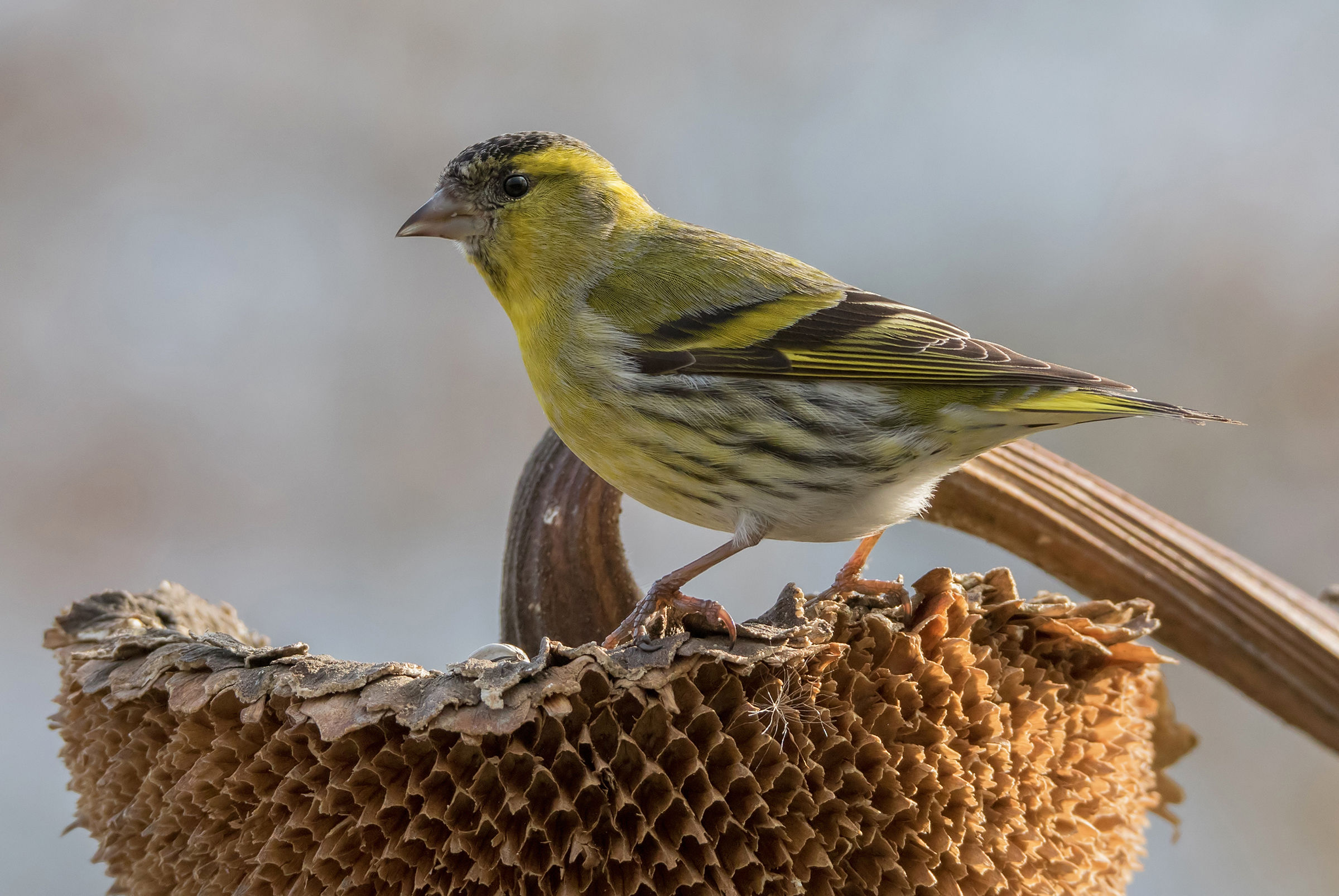 Siskin