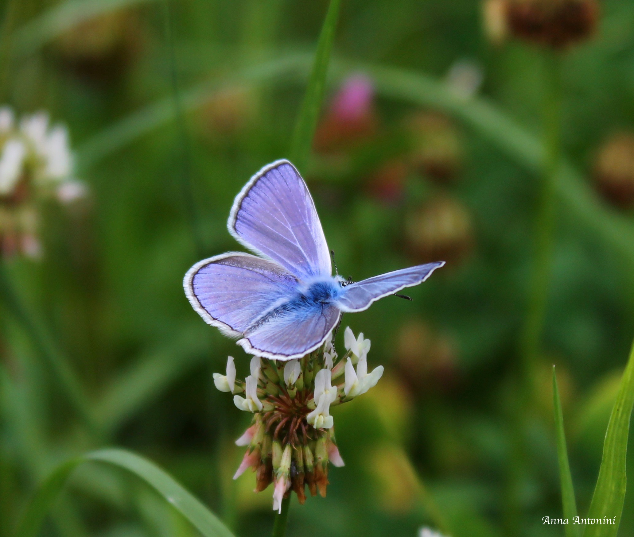 lycaenidae polyommatus icarus