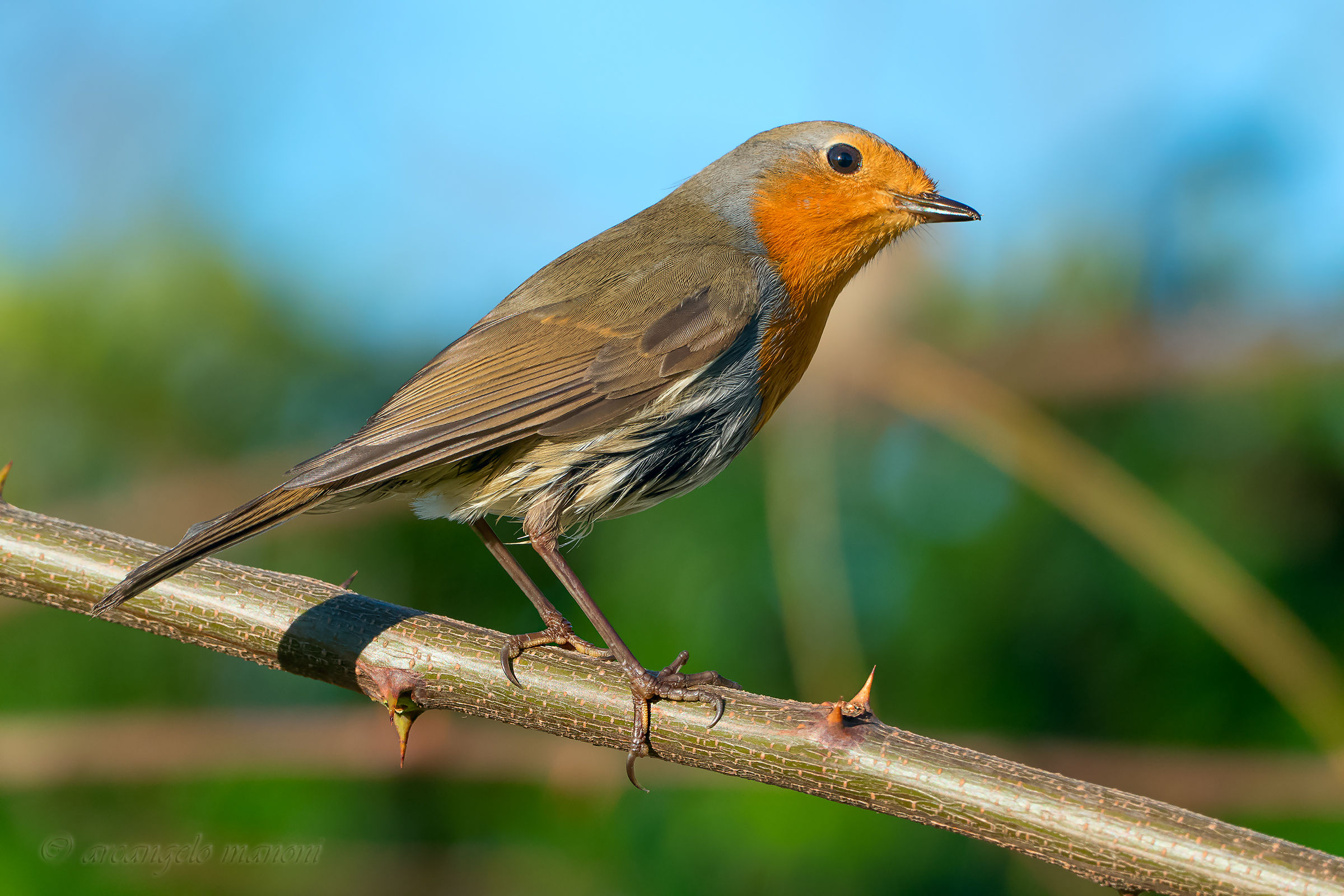 l' espressione tipica