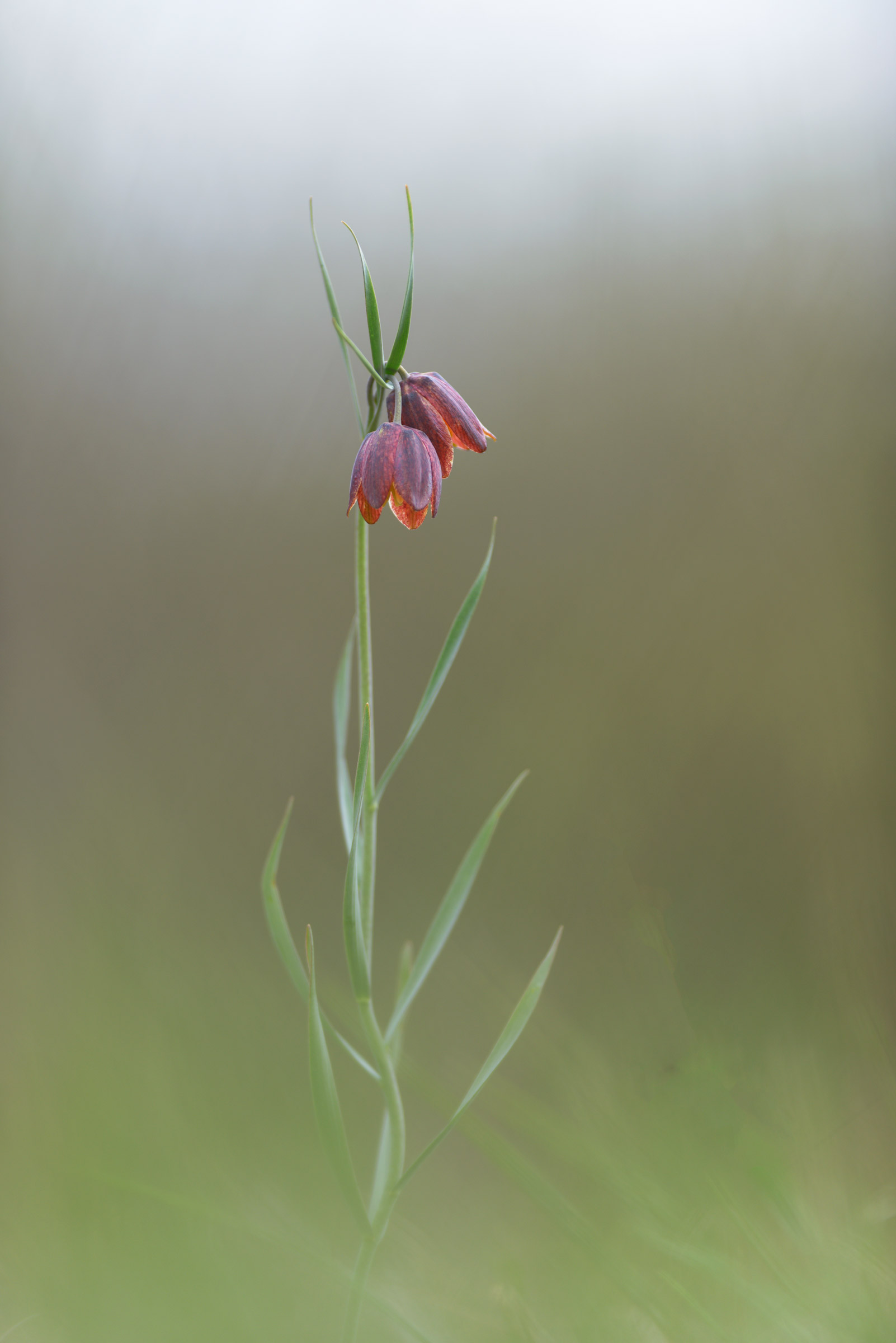 Comunanza ed eleganza.