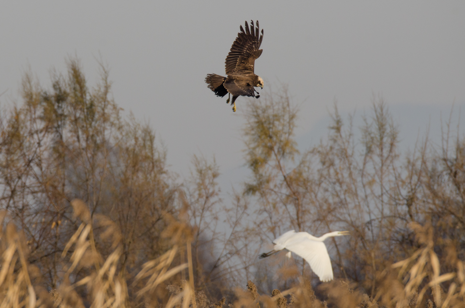 The unexpected attack