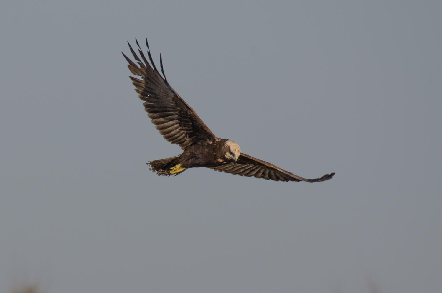 marsh harrier