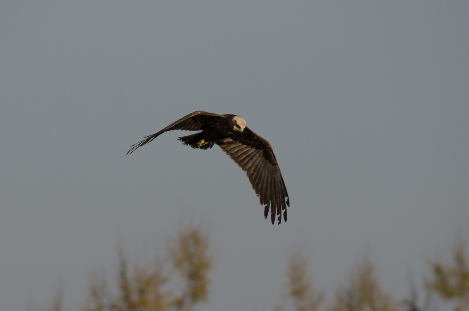 marsh harrier