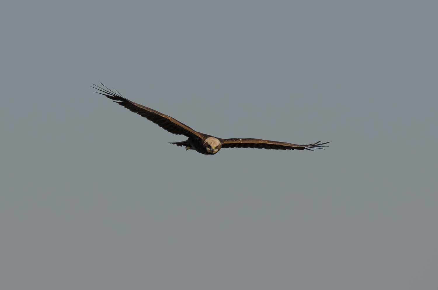 marsh harrier