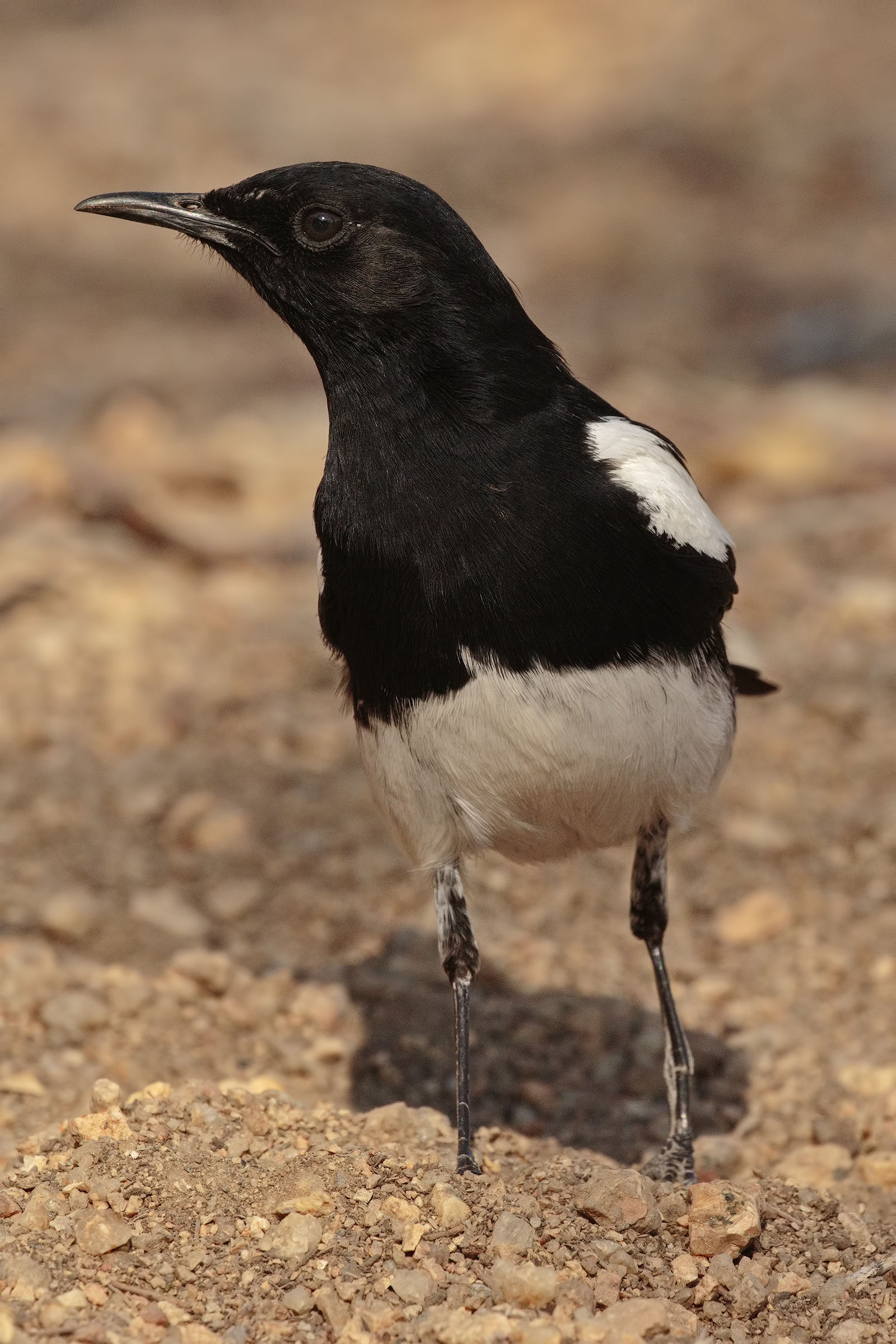 Mountain Wheatear