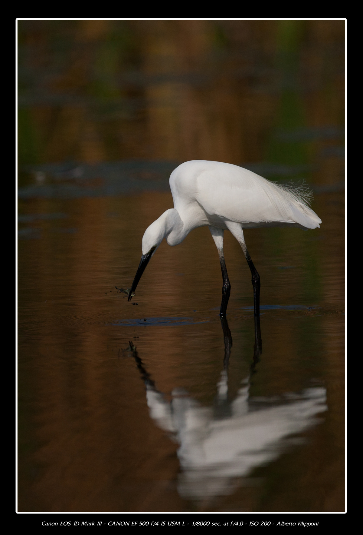 Egret fishing - Oasis Lipu Racconigi