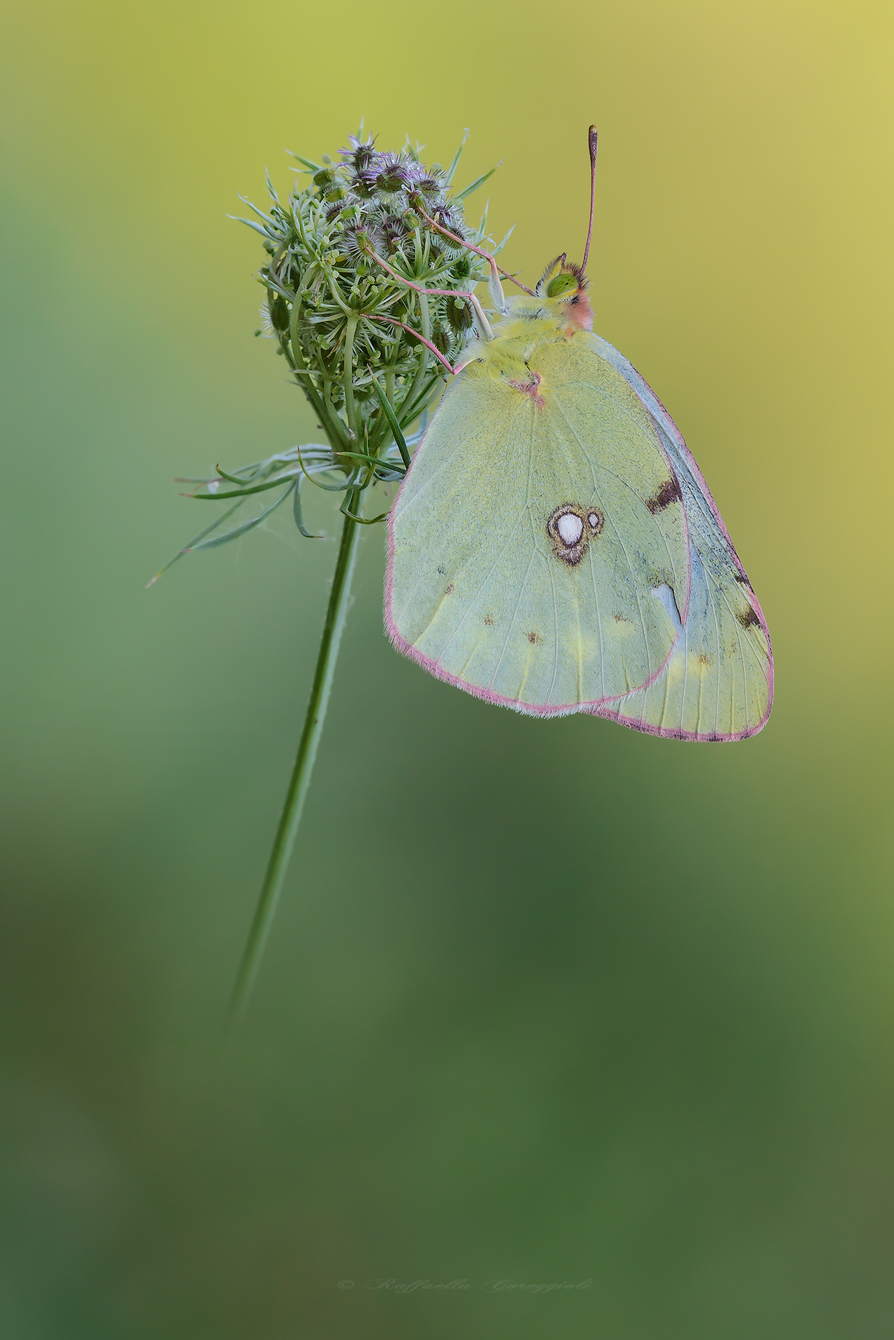 Colias crocea