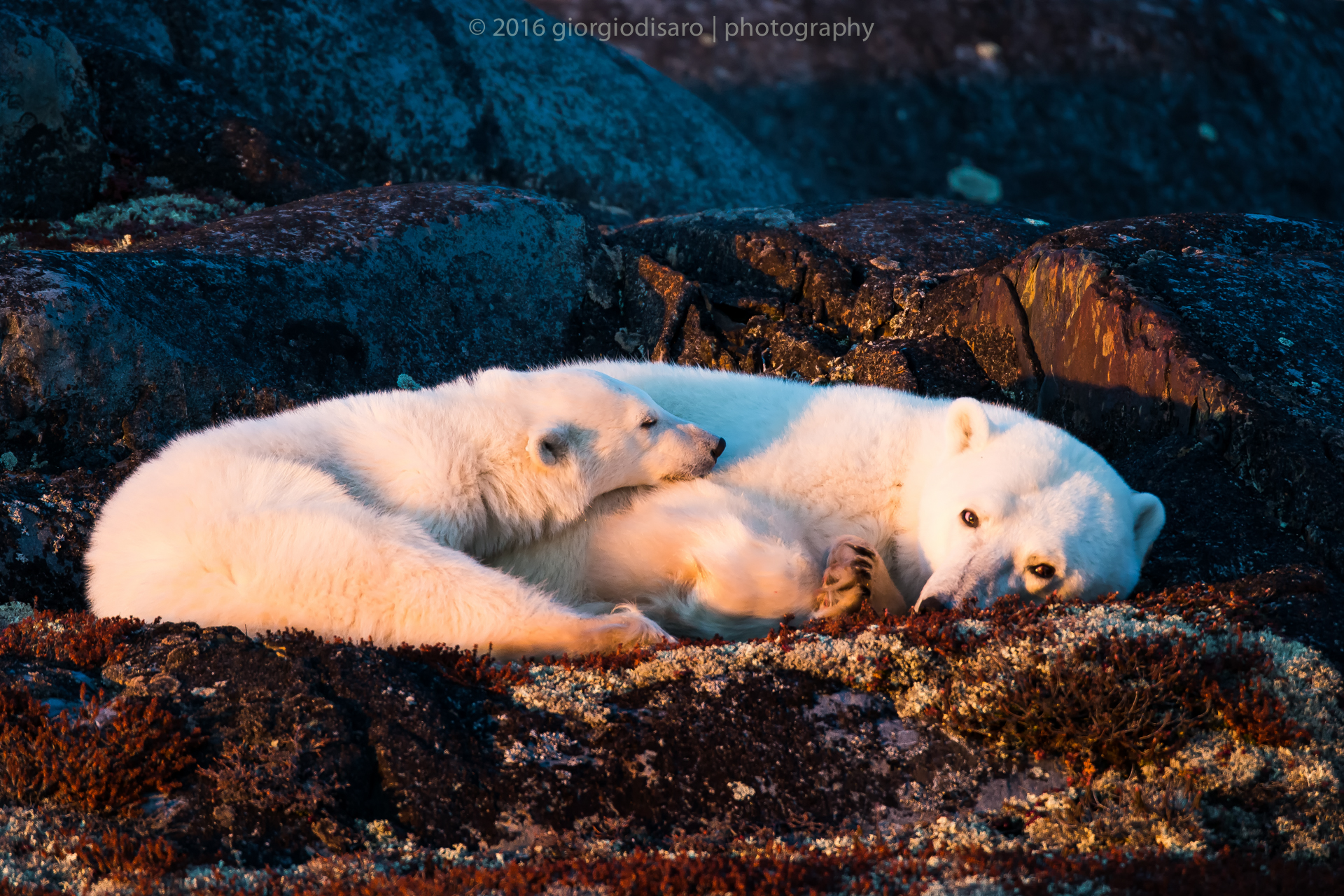 Mamma e cucciolo si riposano al tramonto