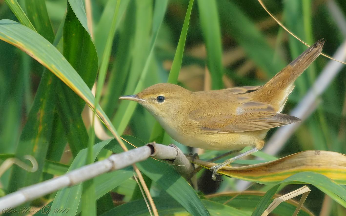 Cannaiola ( Acrocephalus scirpaceus)